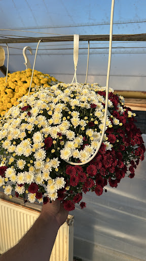 Sperla Flowers Curtici