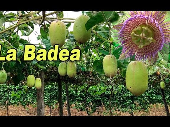 La Badea 1 la badea