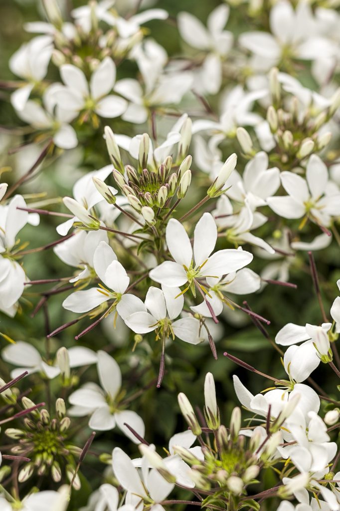 sperla flowers curtici