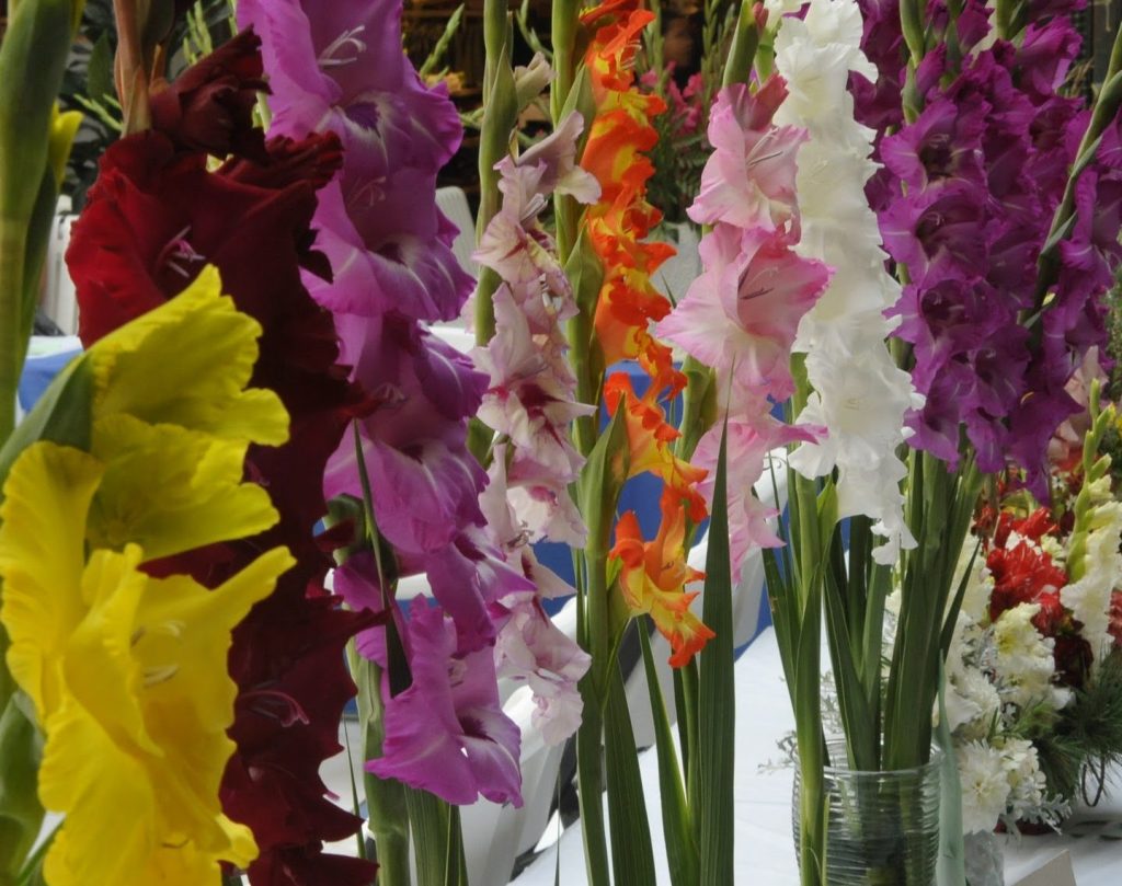 supermarket gladiola